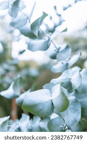 Selective focus. A branch with delicate eucalyptus leaves creates an arcing shape jutting forward out of the frame. Blurred background. Vertical position