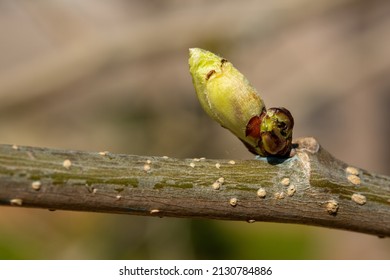 Selective Focus Of Bud On A Tree Branch On Isolated Blur Background. The Bud Will Turn Into A Leaf. Spring, Revival, Renewal Concept.