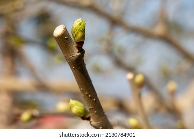 Selective Focus Of Bud On A Tree Branch. Spring, Revival, Renewal Concept.