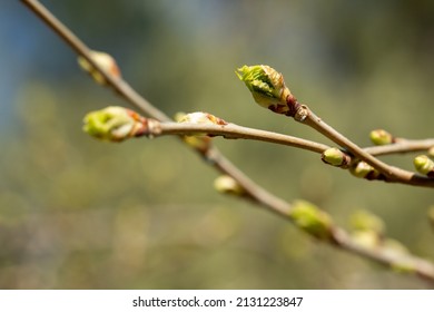 Selective Focus Of Bud Turning Into Leaf On A Fruit Tree Branch. Spring, Revival, Renewal Concept.