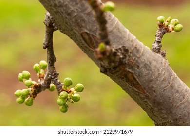 Selective focus buds on a tree branch on isolated background. With the arrival of spring, fruit tree branches are budding. Spring, renewal, awakening concept.