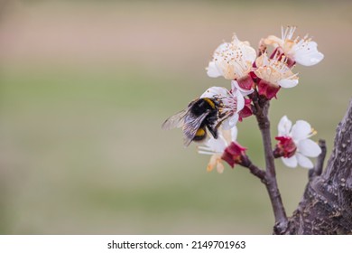 Bumblebee On Clover Close Up Free Stock Photo 