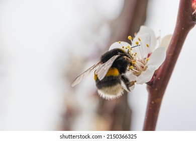 Selective focus. Bumblebee insect on an apricot flower. Bumblebee on a flower. Apricot blossom. Pollination of trees. Nectar.