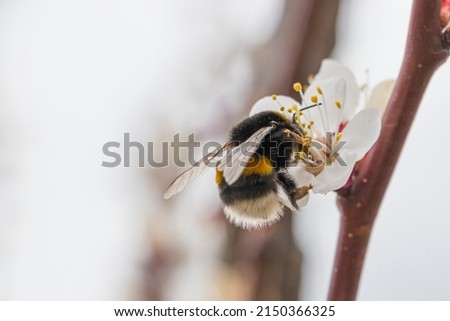 Selective focus. Bumblebee insect on an apricot flower. Bumblebee on a flower. Apricot blossom. Pollination of trees. Nectar.
