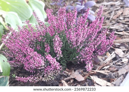 Selective focus bush of wild purple flowers Calluna vulgaris (heath, ling or simply heather) is the sole species in the genus Calluna in the flowering plant family Ericaceae, Nature floral background