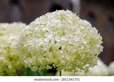 Selective focus bushes of Hydrangea Arborescens flower in the garden, White hortensia or Smooth hydrangea is a species of flowering plant in the family Hydrangeaceae, Natural floral pattern background
