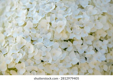 Selective focus bushes of Hydrangea Arborescens flower in the garden, White hortensia or Smooth hydrangea is a species of flowering plant in the family Hydrangeaceae, Natural floral pattern background