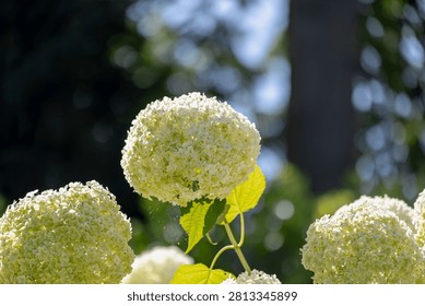 Selective focus bushes of Hydrangea Arborescens flower in the garden, White hortensia or Smooth hydrangea is a species of flowering plant in the family Hydrangeaceae, Natural floral pattern background