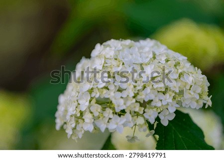 Selective focus bushes of Hydrangea Arborescens flower in the garden, White hortensia or Smooth hydrangea is a species of flowering plant in the family Hydrangeaceae, Natural floral pattern background