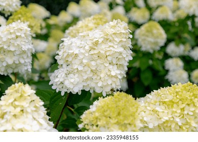 Selective focus bushes of Hydrangea paniculata flower in the garden, White hortensia, Panicled hydrangea is a species of flowering plant in the family Hydrangeaceae, Natural floral pattern background.