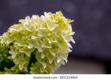Selective focus bushes of Hydrangea paniculata flowers in the garden, White cream hortensia, Panicled hydrangea is a species of flowering plant in the family Hydrangeaceae, Natural floral background.