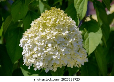Selective focus bushes of Hydrangea paniculata flowers in the garden, White cream hortensia, Panicled hydrangea is a species of flowering plant in the family Hydrangeaceae, Natural floral background.