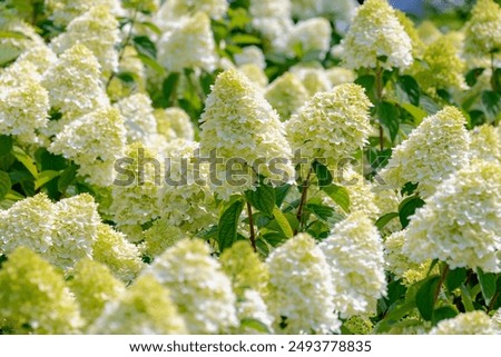 Similar – Image, Stock Photo White ball hydrangea flowers