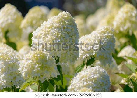 Similar – Image, Stock Photo White ball hydrangea flowers