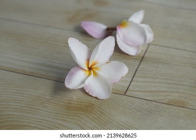 selective focus Cambodian frangipani red beautiful flower with bokeh blur background