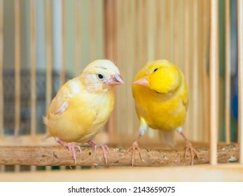 Selective focus. Canaries communicate, the mother teaches the chick. Feeding a baby canary. - Shutterstock ID 2143659075