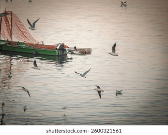 Selective focus capturing seagulls flying over small boats on the Danube River at dusk in Zemun, Belgrade, Serbia, illustrating calm river life.