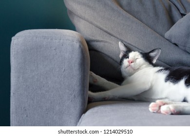 Selective focus of Cat sleeping of sofa in the noon of the day with natural light