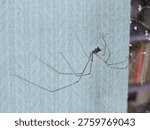 Selective focus of a cellar spider, commonly known as a “daddy long legs” spider, typically found indoors