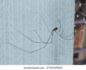Selective focus of a cellar spider, commonly known as a “daddy long legs” spider, typically found indoors