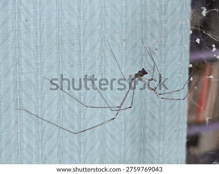 Selective focus of a cellar spider, commonly known as a “daddy long legs” spider, typically found indoors
