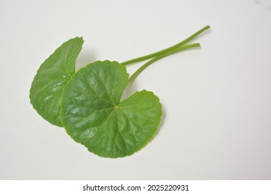selective focus of centella asiatica leaves isolated on white background.