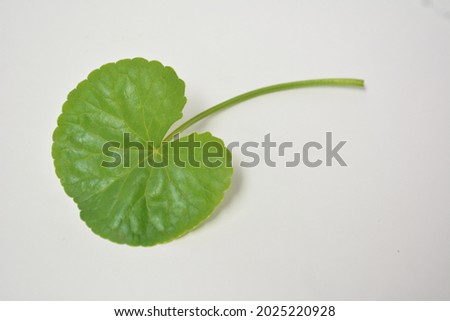 selective focus of centella asiatica leaves isolated on white background.