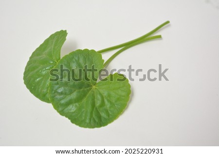 selective focus of centella asiatica leaves isolated on white background.