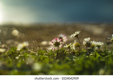 Selective focus: Chamomile