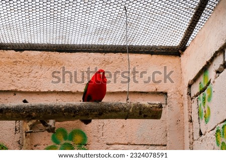 Selective focus of chattering yellow backed lory perched in his cage in the afternoon. Great for educating children about wild animals.