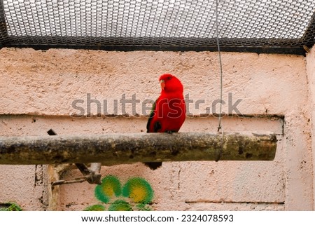 Selective focus of chattering yellow backed lory perched in his cage in the afternoon. Great for educating children about wild animals.