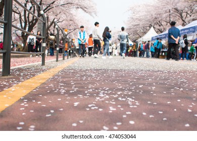 Selective Focus  Cherry Fall On Road On Cherry Blossom Festival In Seoul,South Korea.