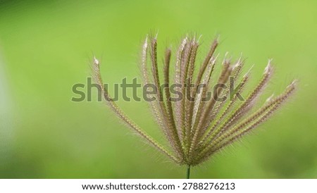 Selective focus of chloris barbata flower with bright green out of focus background creating elegant minimal look copy space