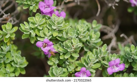 The Selective Focus Close Up Of Ash Bush, Purple Sage, Sensia, Silverleaf, Texas Ranger, White Sage, Leucophyllum Frutescens.