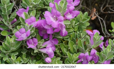 The Selective Focus Close Up Of Ash Bush, Purple Sage, Sensia, Silverleaf, Texas Ranger, White Sage, Leucophyllum Frutescens.