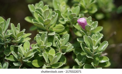 The Selective Focus Close Up Of Ash Bush, Purple Sage, Sensia, Silverleaf, Texas Ranger, White Sage, Leucophyllum Frutescens.