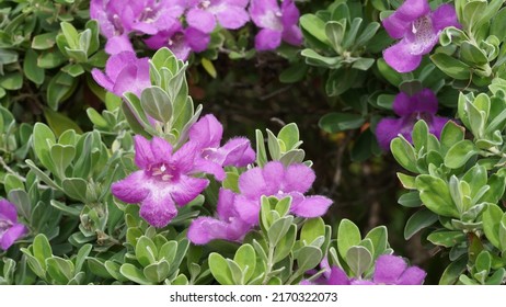 The Selective Focus Close Up Of Ash Bush, Purple Sage, Sensia, Silverleaf, Texas Ranger, White Sage, Leucophyllum Frutescens.