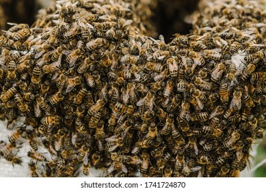 Selective focus. Close up of bees. Swarm of bees, their thousands and the queen bee. Catching the bee swarm. The beekeeper caught a swarm of bees in a box. Beekeeping background. Beekeepers day.