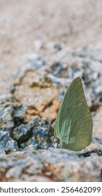 Selective focus of a close up Common Emigrant resting in a coral on the beach. Catopsilia pomona rest on a beach rock. Macro shot of Lemon Emigrant in a beach.