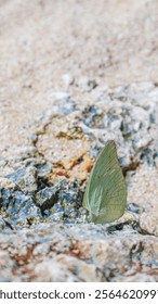 Selective focus of a close up Common Emigrant resting in a coral on the beach. Catopsilia pomona rest on a beach rock. Macro shot of Lemon Emigrant in a beach.