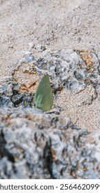Selective focus of a close up Common Emigrant resting in a coral on the beach. Catopsilia pomona rest on a beach rock. Macro shot of Lemon Emigrant in a beach.