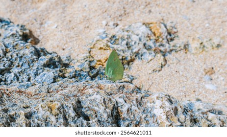 Selective focus of a close up Common Emigrant resting in a coral on the beach. Catopsilia pomona rest on a beach rock. Macro shot of Lemon Emigrant in a beach.