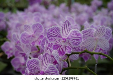 Selective Focus Close Up Of Doritaenopsis Yu Pin Fireworks In Conservatory Plants. Orchid Background. Flat Lay. Natural Background. Orchids. 