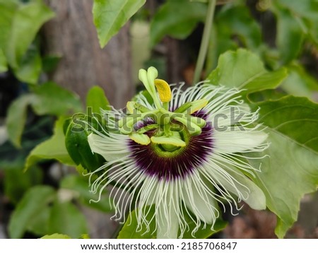 Selective focus close up of passiflora flavicarpa flower in the private garden. Flat lay. Background usage