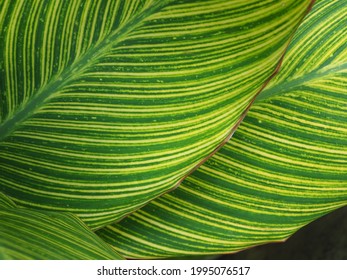 Selective focus and close up the pattern of Daun Kana of Canna Flower or canna lily Leaves,  the only genus of flowering plants in the family Cannaceae fpr background 