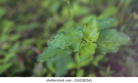 Selective Focus Close Up Small Fresh Green Leafy Tree Background.