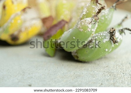Selective focus. Close up of white aphids sticking to banana peel. Banana have aphids. disease and sick on banana. 