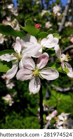 Selective focus close-up of blooming apple blossom flowers with white and pale pink petals on an apple tree in Malang, Indonesia. Captured in bright natural sunlight with a soft bokeh background, highlighting the beauty of spring blossoms and fruit tree flowers.