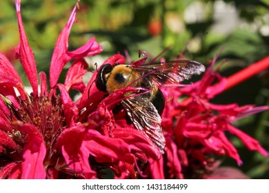 Selective Focus Closeup of Bumble Bee on Bee Balm Flower