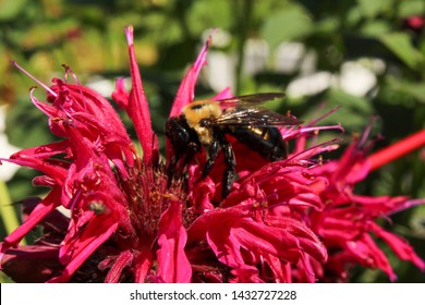 Selective Focus Closeup of Bumblee Bee on Bee Balm Flower (Mondarda)
